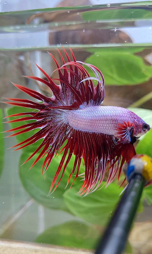 CROWNTAIL RED DRAGON BETTA FISH
