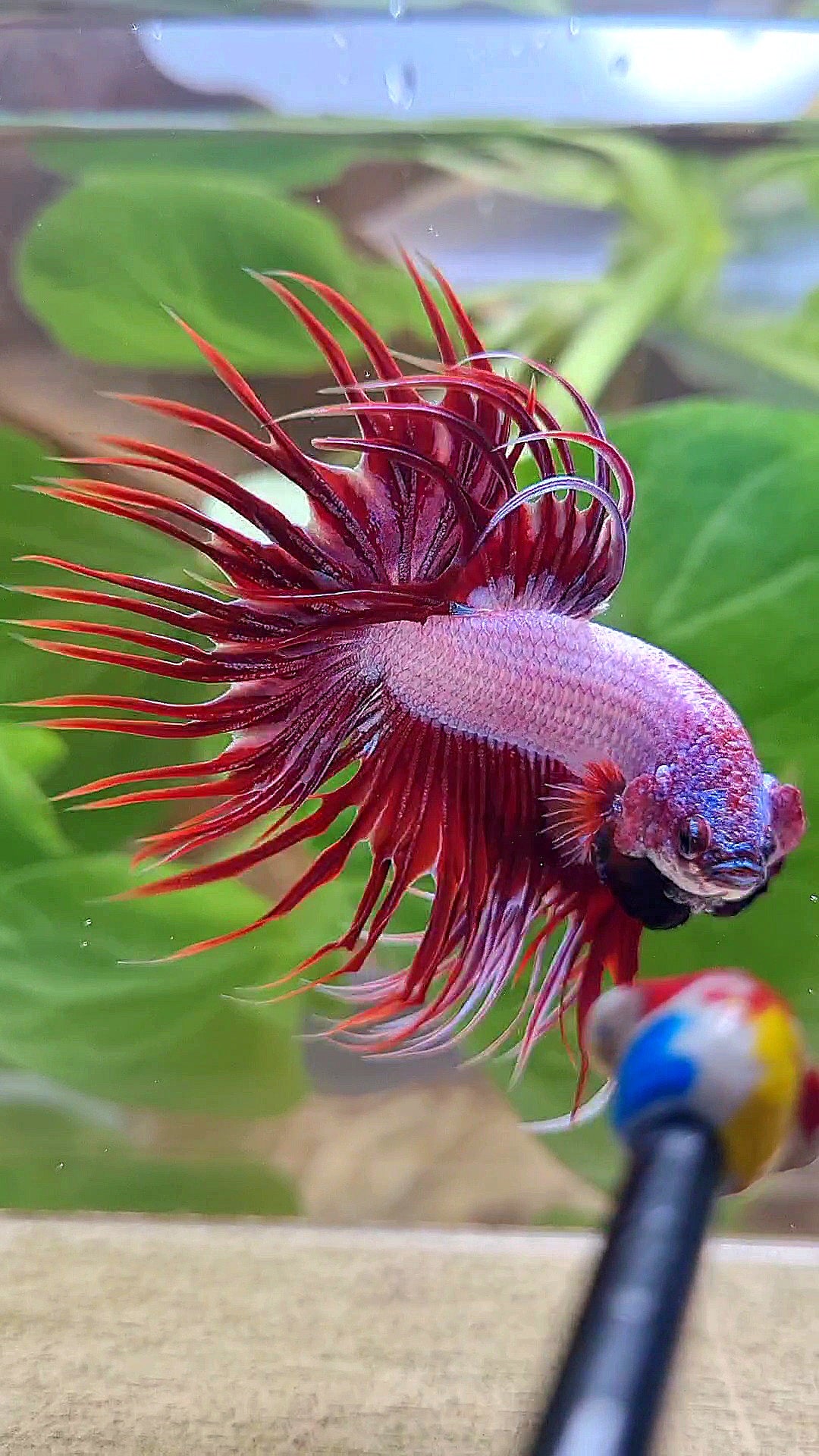 CROWNTAIL RED DRAGON BETTA FISH