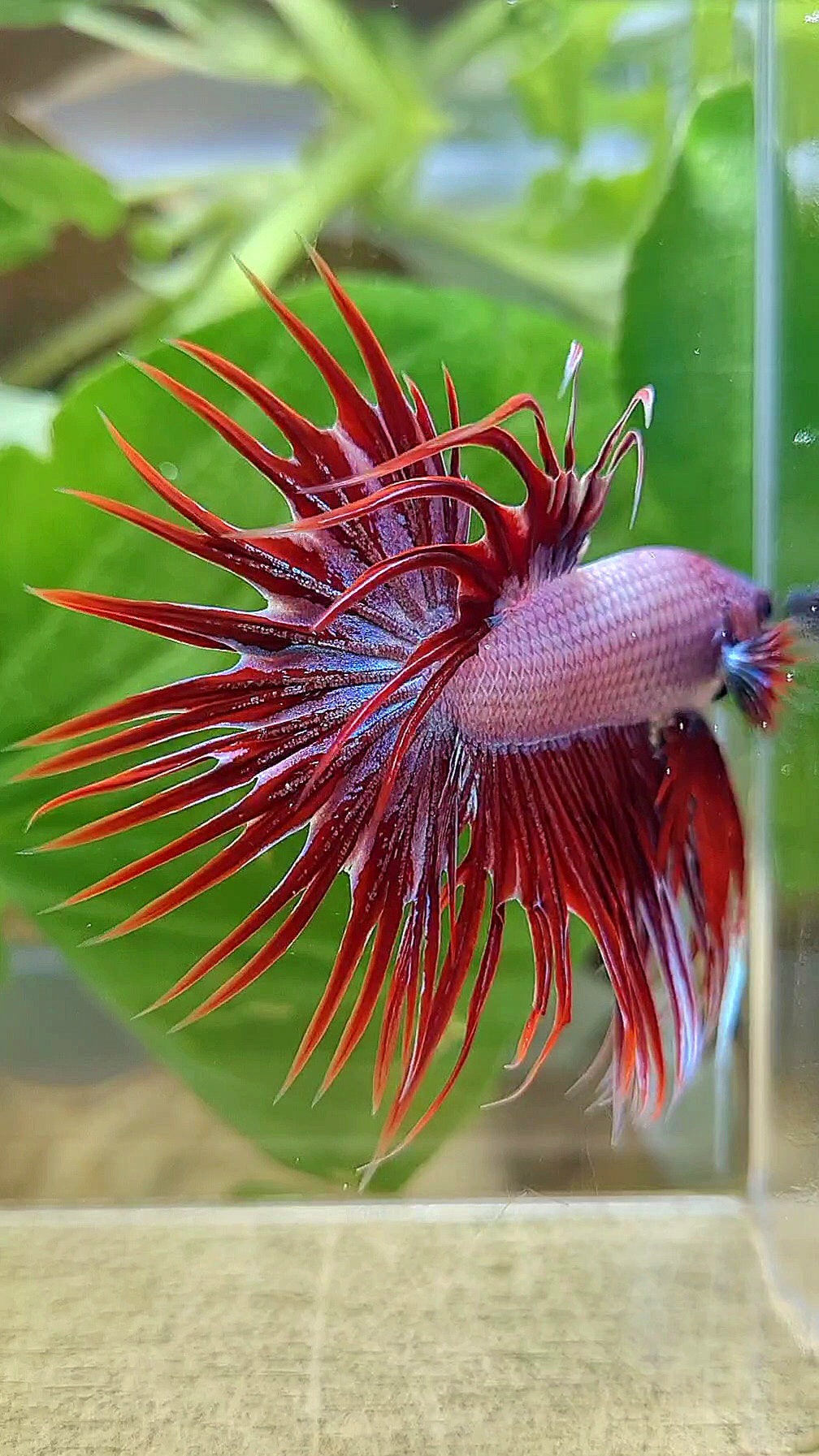 CROWNTAIL RED DRAGON BETTA FISH