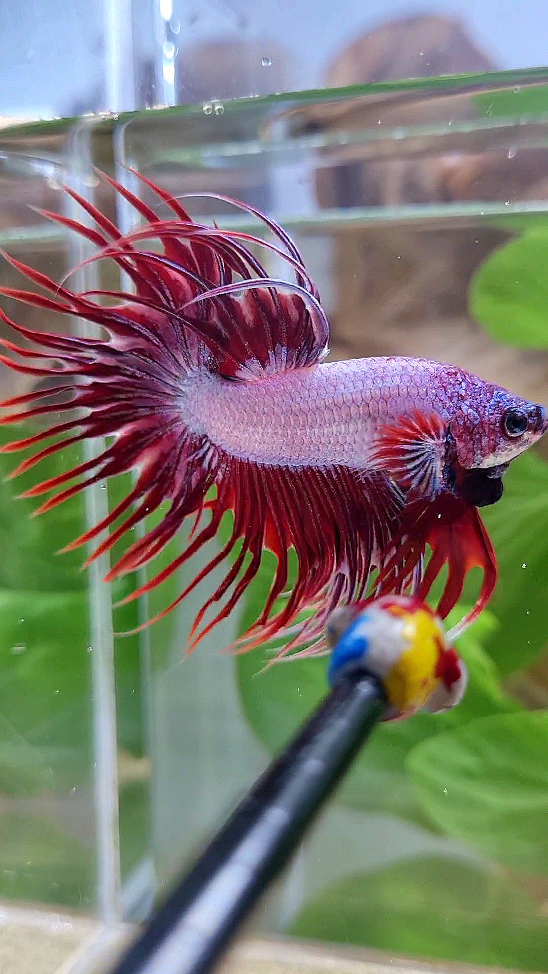 CROWNTAIL RED DRAGON BETTA FISH