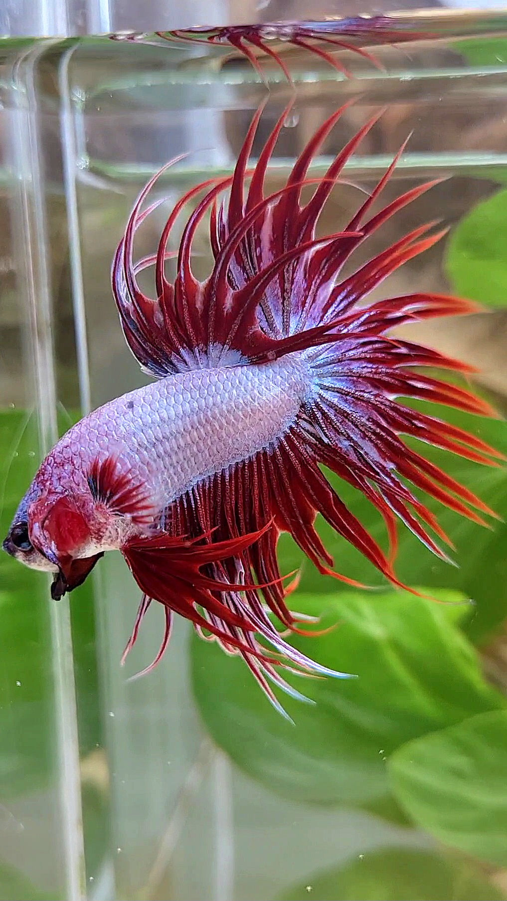 CROWNTAIL RED DRAGON BETTA FISH