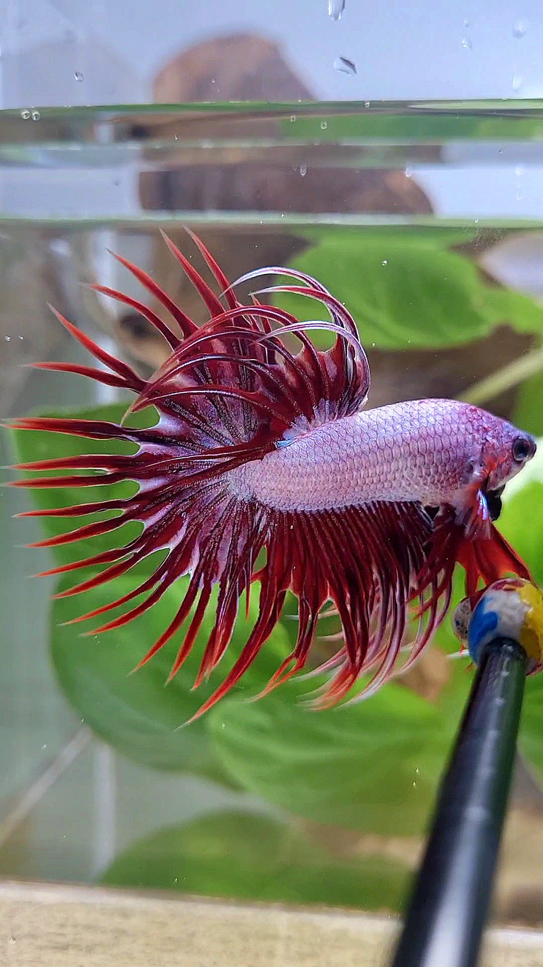 CROWNTAIL RED DRAGON BETTA FISH