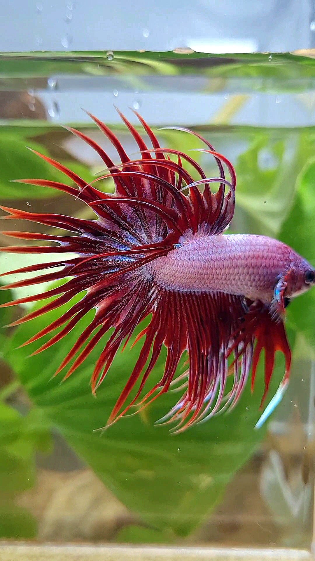 CROWNTAIL RED DRAGON BETTA FISH