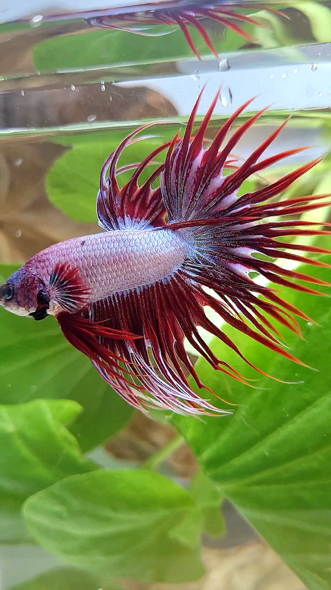 CROWNTAIL RED DRAGON BETTA FISH