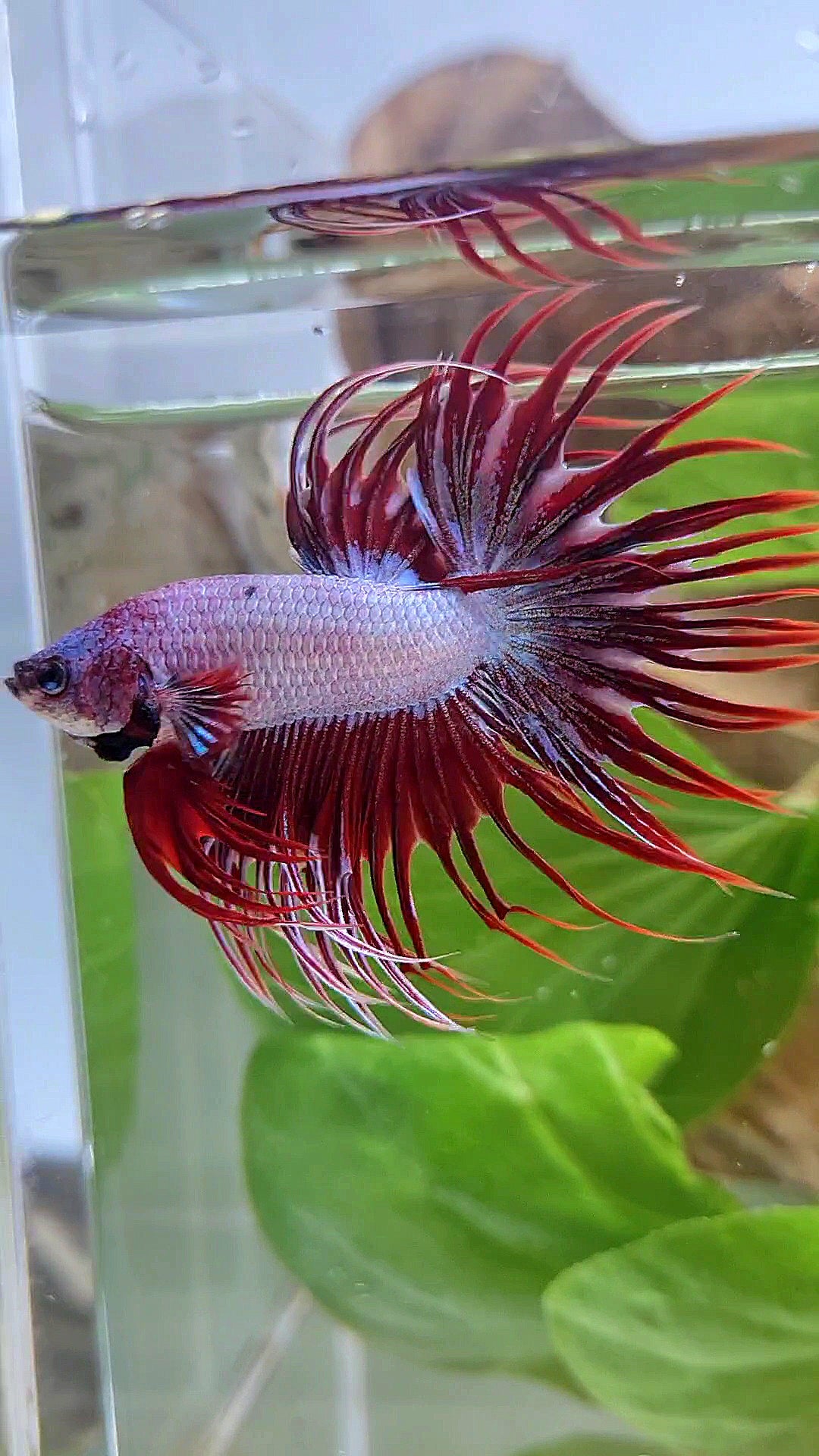 CROWNTAIL RED DRAGON BETTA FISH