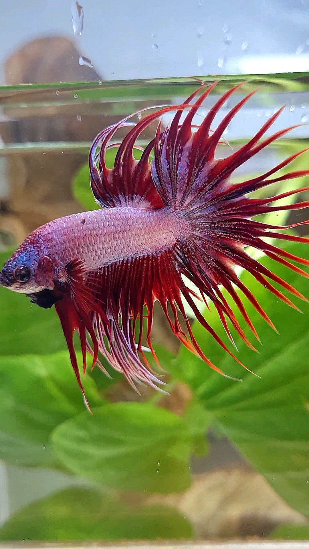 CROWNTAIL RED DRAGON BETTA FISH