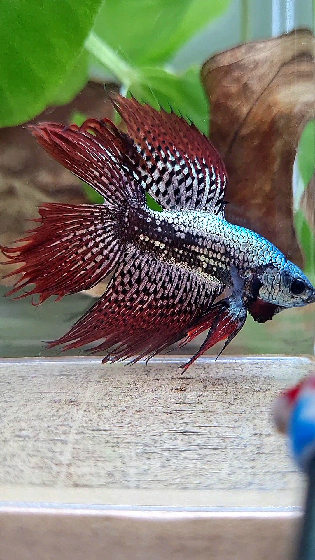 LUXURY HALFMOON CROWNTAIL DOUBLE TAIL ALIEN COPPER SAMURAI HYBRID WILD BETTA FISH