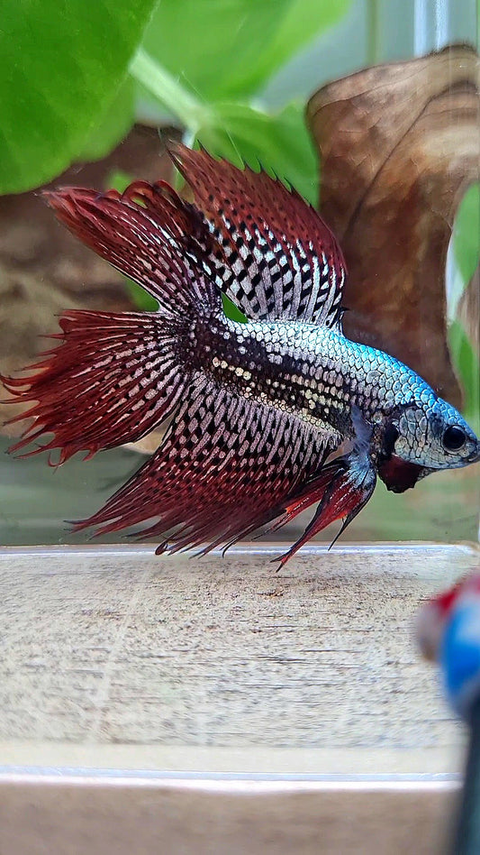 LUXURY HALFMOON CROWNTAIL DOUBLE TAIL ALIEN COPPER SAMURAI HYBRID WILD BETTA FISH