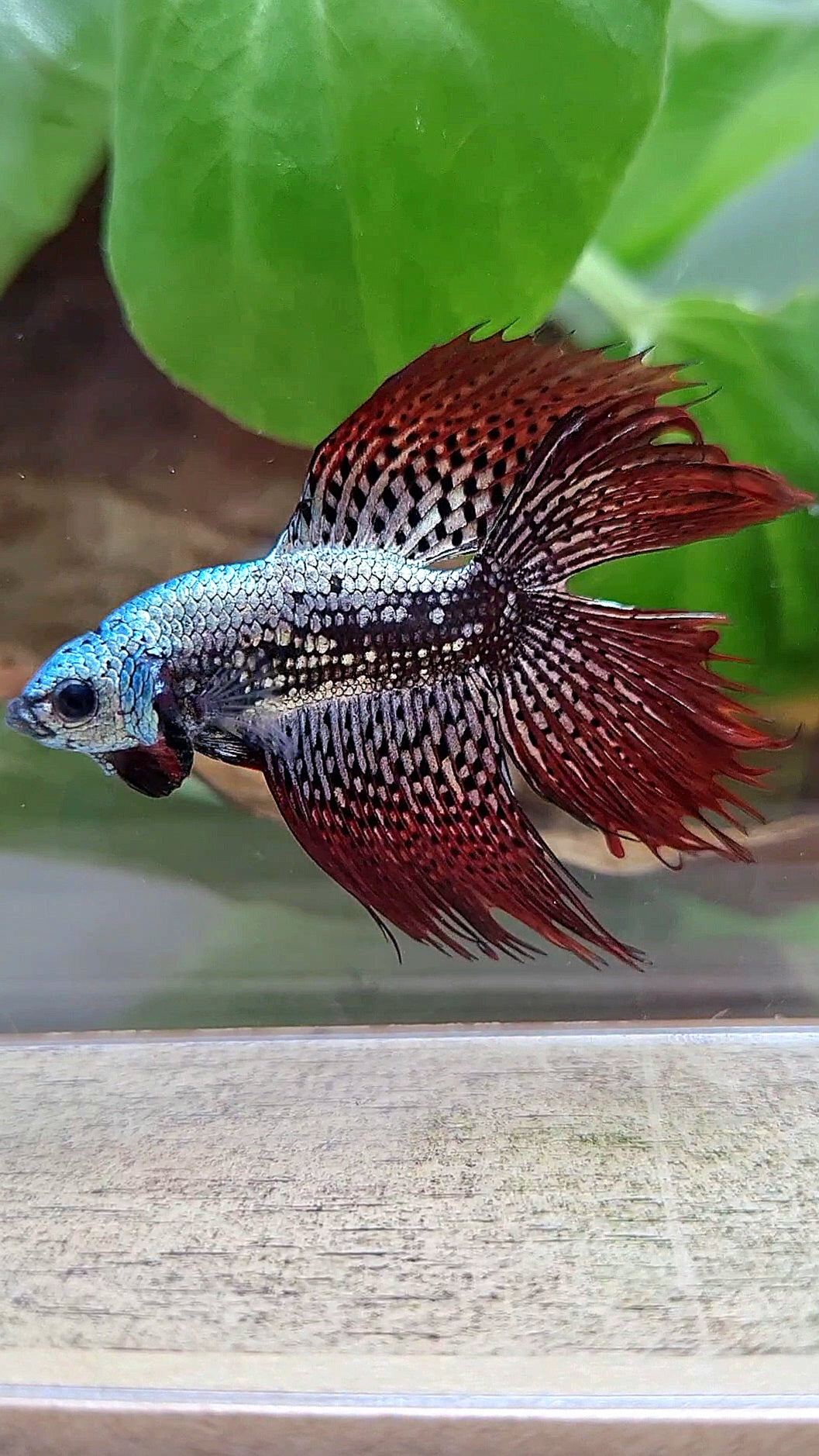 LUXURY HALFMOON CROWNTAIL DOUBLE TAIL ALIEN COPPER SAMURAI HYBRID WILD BETTA FISH
