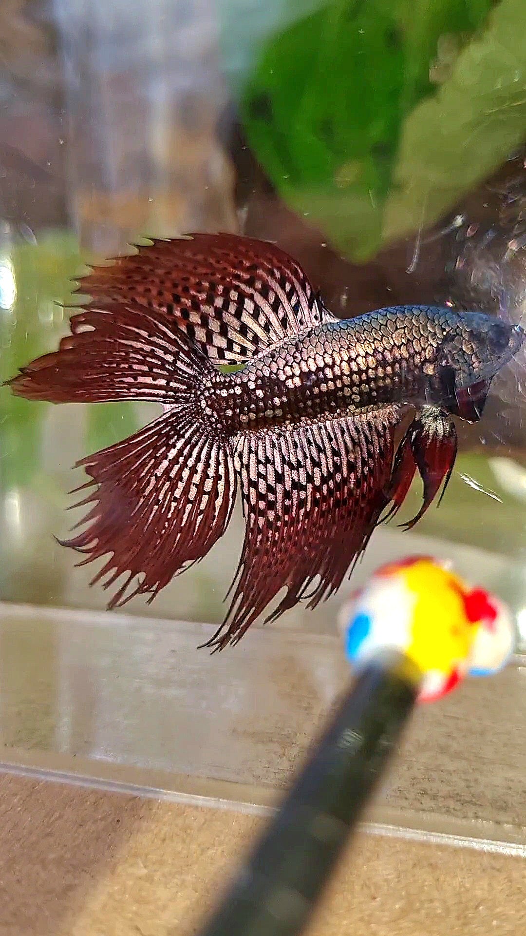 LUXURY HALFMOON CROWNTAIL DOUBLE TAIL ALIEN COPPER SAMURAI HYBRID WILD BETTA FISH