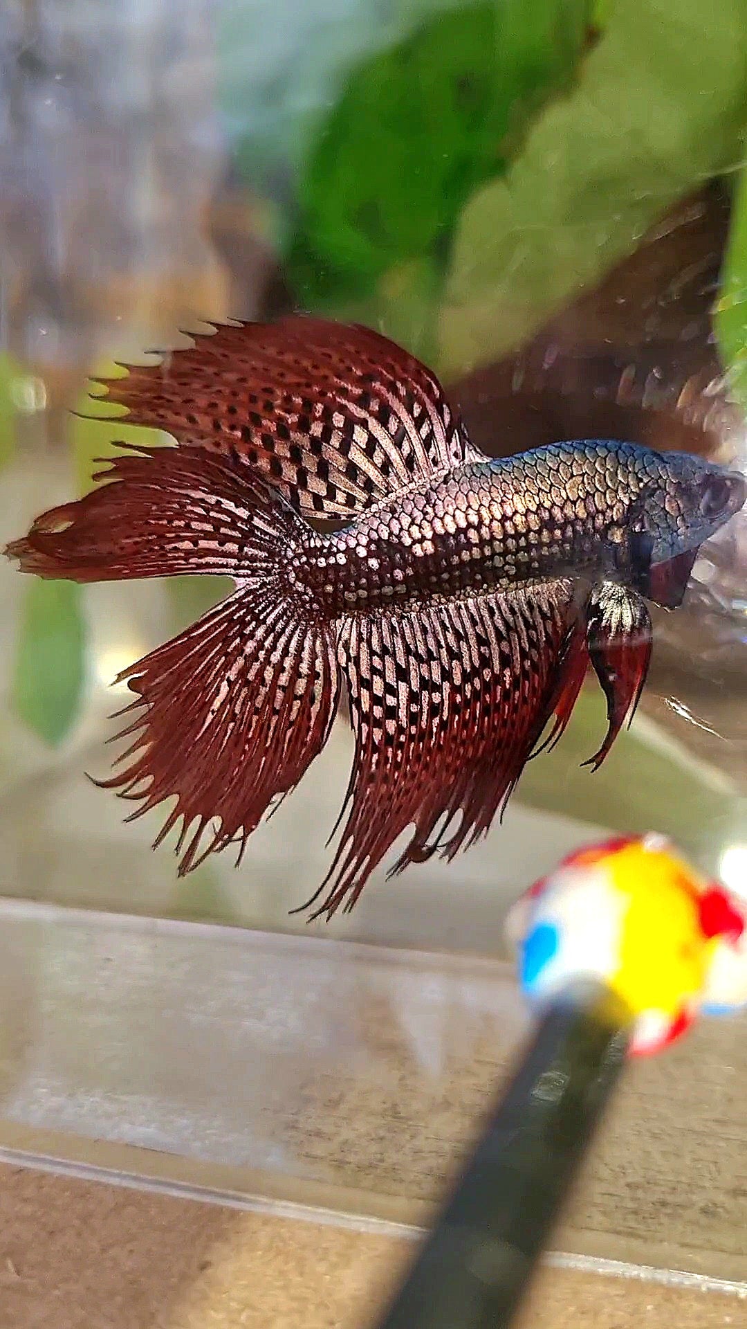 LUXURY HALFMOON CROWNTAIL DOUBLE TAIL ALIEN COPPER SAMURAI HYBRID WILD BETTA FISH