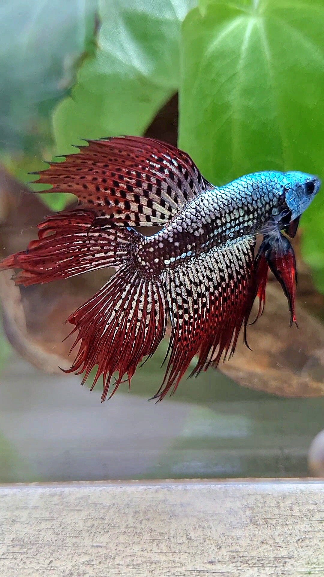 LUXURY HALFMOON CROWNTAIL DOUBLE TAIL ALIEN COPPER SAMURAI HYBRID WILD BETTA FISH