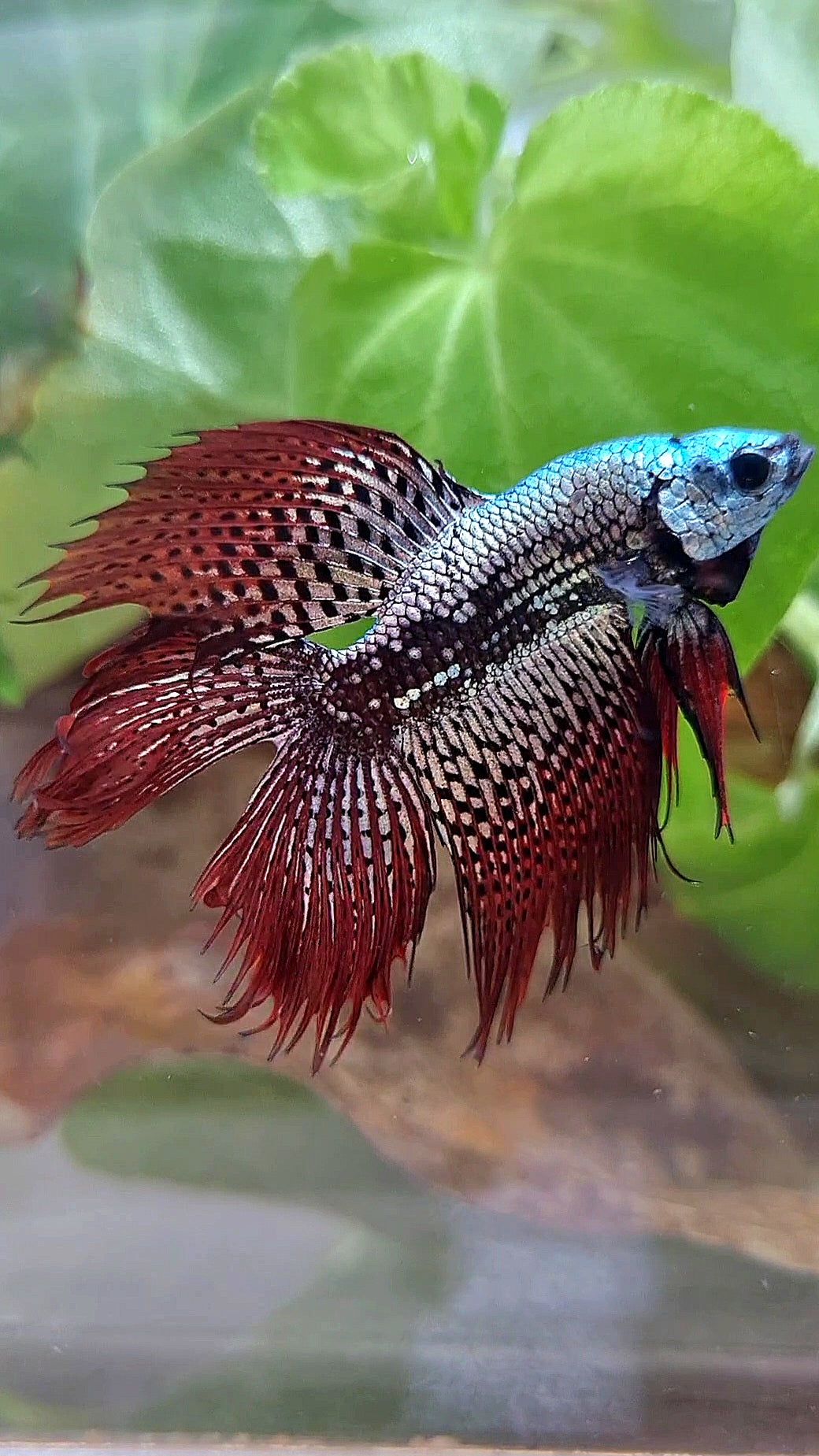 LUXURY HALFMOON CROWNTAIL DOUBLE TAIL ALIEN COPPER SAMURAI HYBRID WILD BETTA FISH