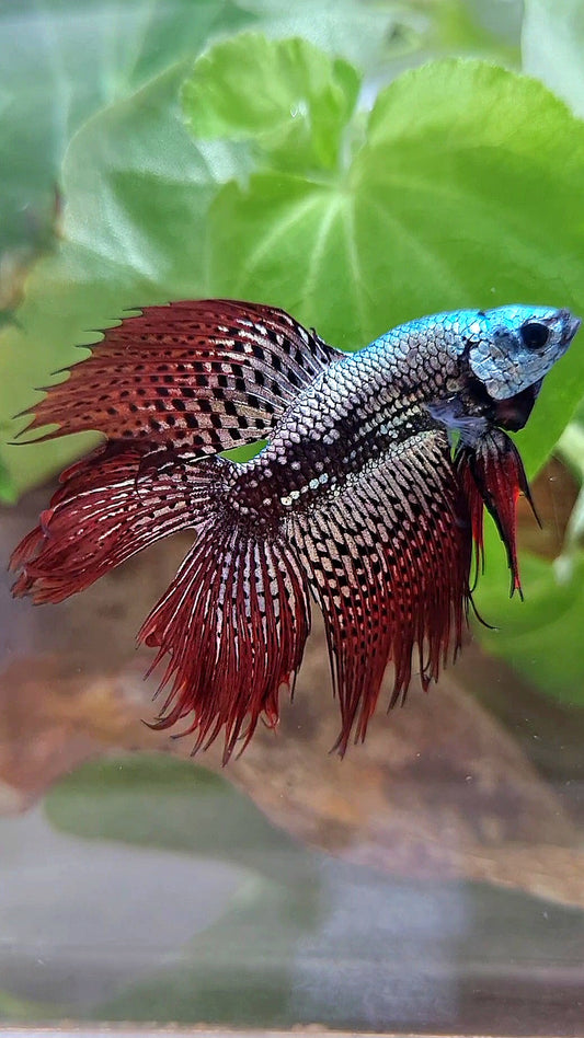 LUXURY HALFMOON CROWNTAIL DOUBLE TAIL ALIEN COPPER SAMURAI HYBRID WILD BETTA FISH