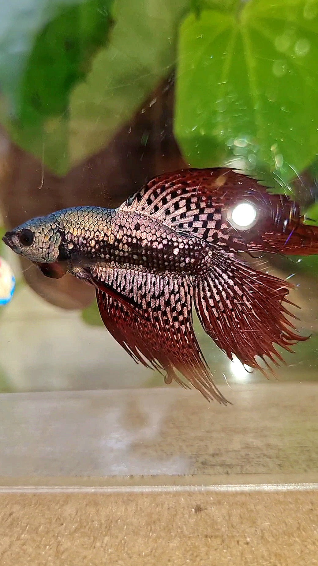 LUXURY HALFMOON CROWNTAIL DOUBLE TAIL ALIEN COPPER SAMURAI HYBRID WILD BETTA FISH