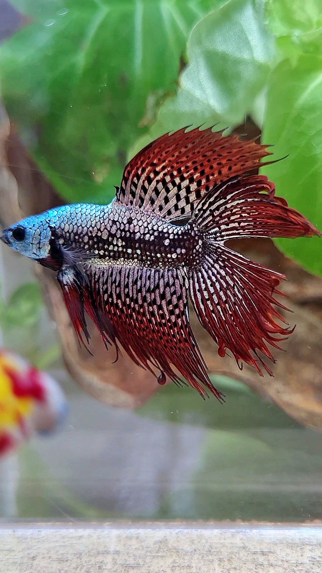 LUXURY HALFMOON CROWNTAIL DOUBLE TAIL ALIEN COPPER SAMURAI HYBRID WILD BETTA FISH