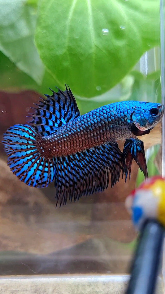 LUXURY CROWNTAIL PLAKAT ALIEN GREEN BLUE HYBRID WILD BETTA FISH