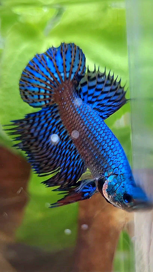 LUXURY CROWNTAIL PLAKAT ALIEN GREEN BLUE HYBRID WILD BETTA FISH