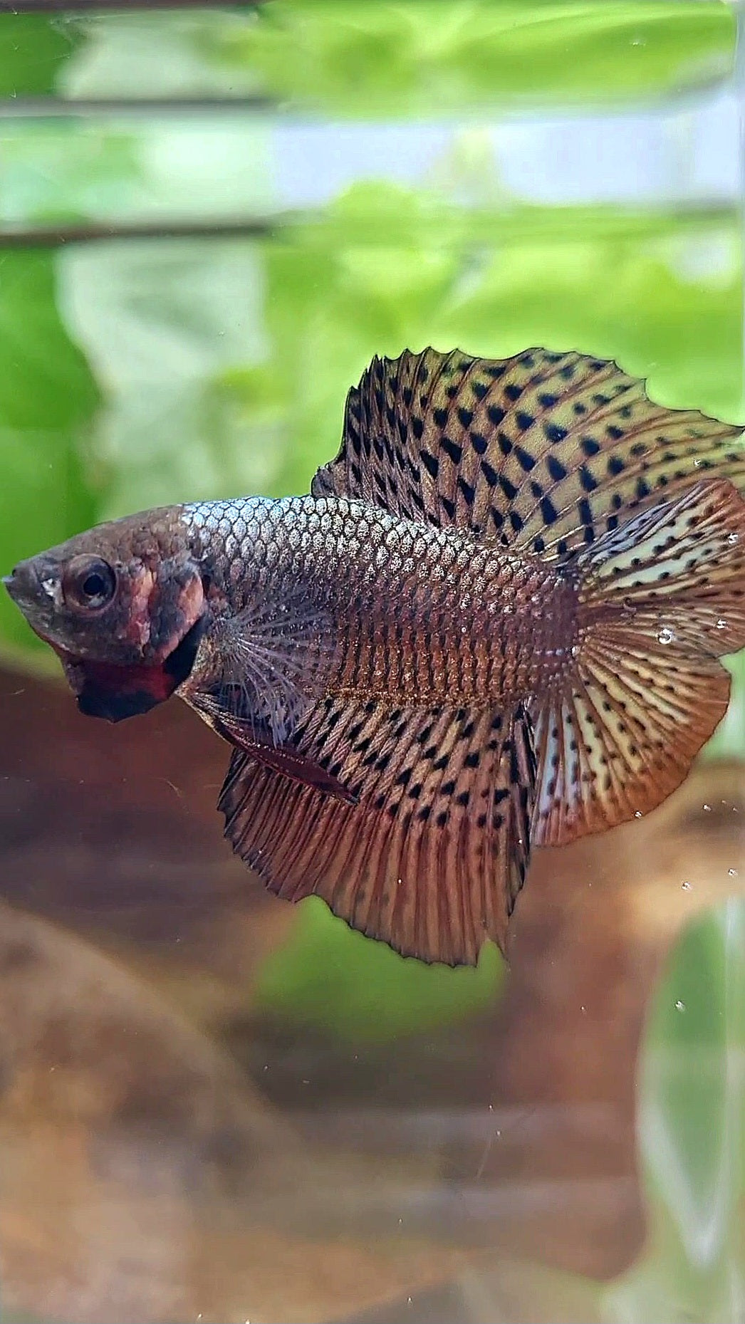 LUXURY HMPK DOUBLE TAIL ALIEN COPPER BROWN HYBRID WILD BETTA FISH