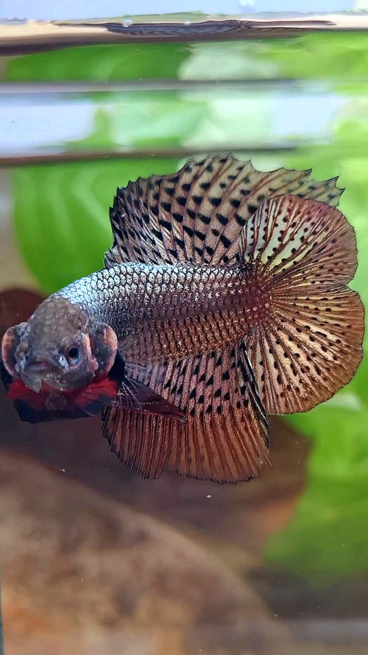 LUXURY HMPK DOUBLE TAIL ALIEN COPPER BROWN HYBRID WILD BETTA FISH