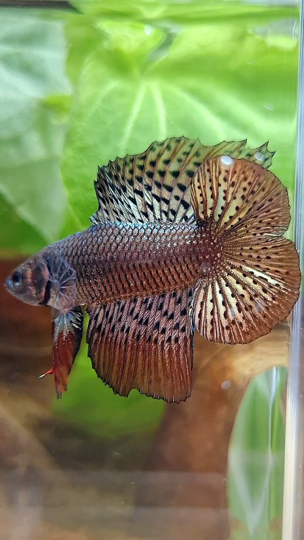 LUXURY HMPK DOUBLE TAIL ALIEN COPPER BROWN HYBRID WILD BETTA FISH