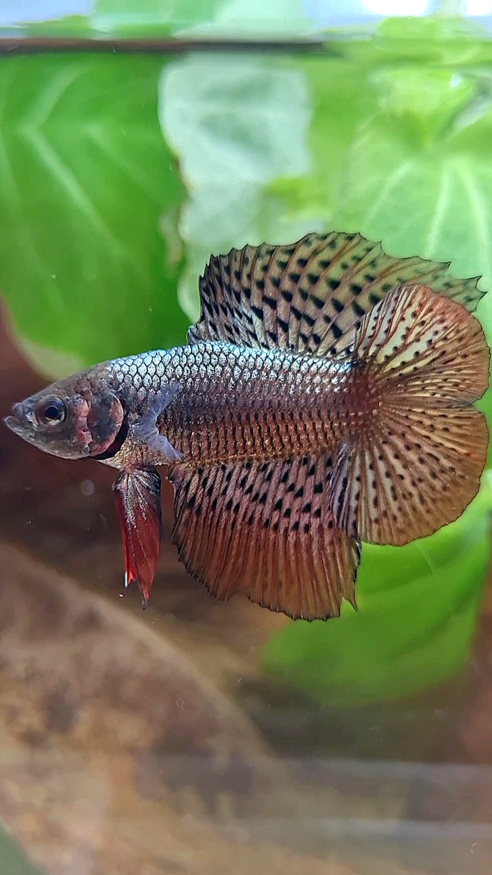 LUXURY HMPK DOUBLE TAIL ALIEN COPPER BROWN HYBRID WILD BETTA FISH