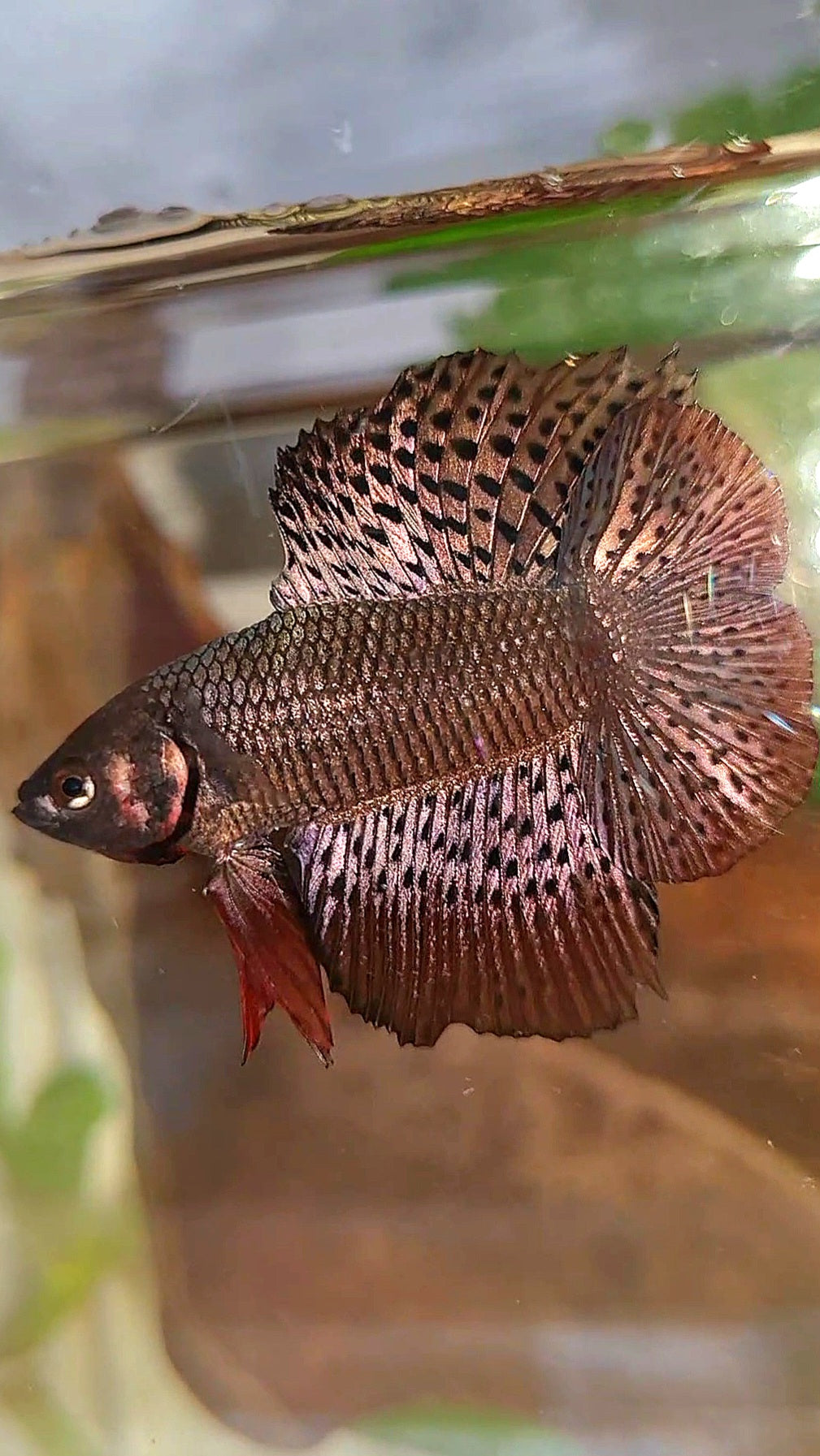 LUXURY HMPK DOUBLE TAIL ALIEN COPPER BROWN HYBRID WILD BETTA FISH