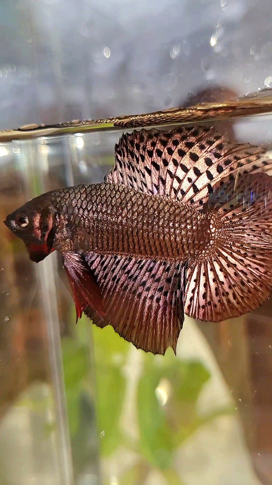 LUXURY HMPK DOUBLE TAIL ALIEN COPPER BROWN HYBRID WILD BETTA FISH