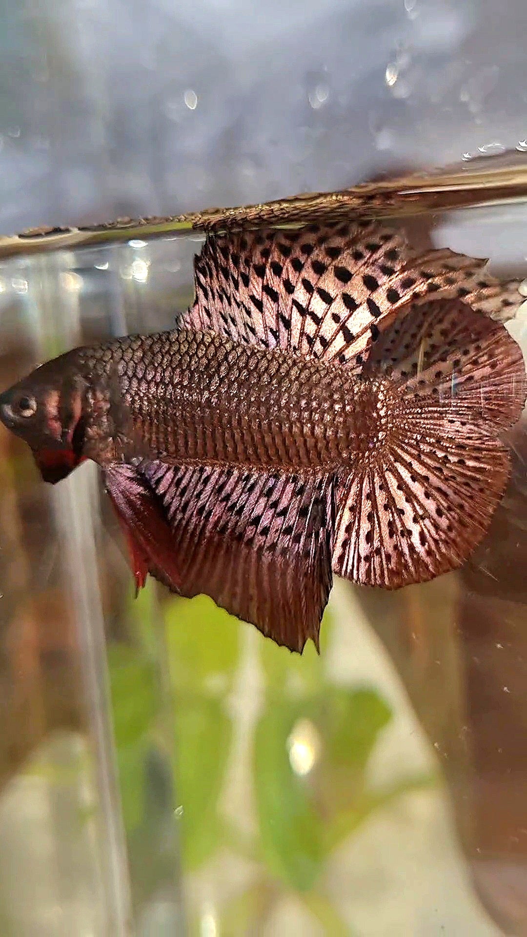 LUXURY HMPK DOUBLE TAIL ALIEN COPPER BROWN HYBRID WILD BETTA FISH
