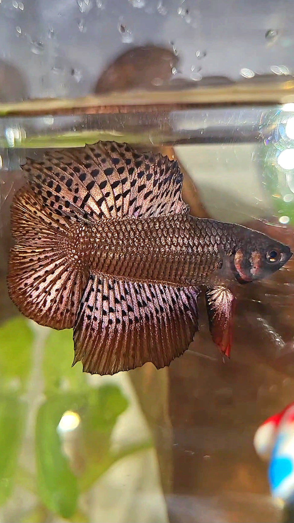 LUXURY HMPK DOUBLE TAIL ALIEN COPPER BROWN HYBRID WILD BETTA FISH