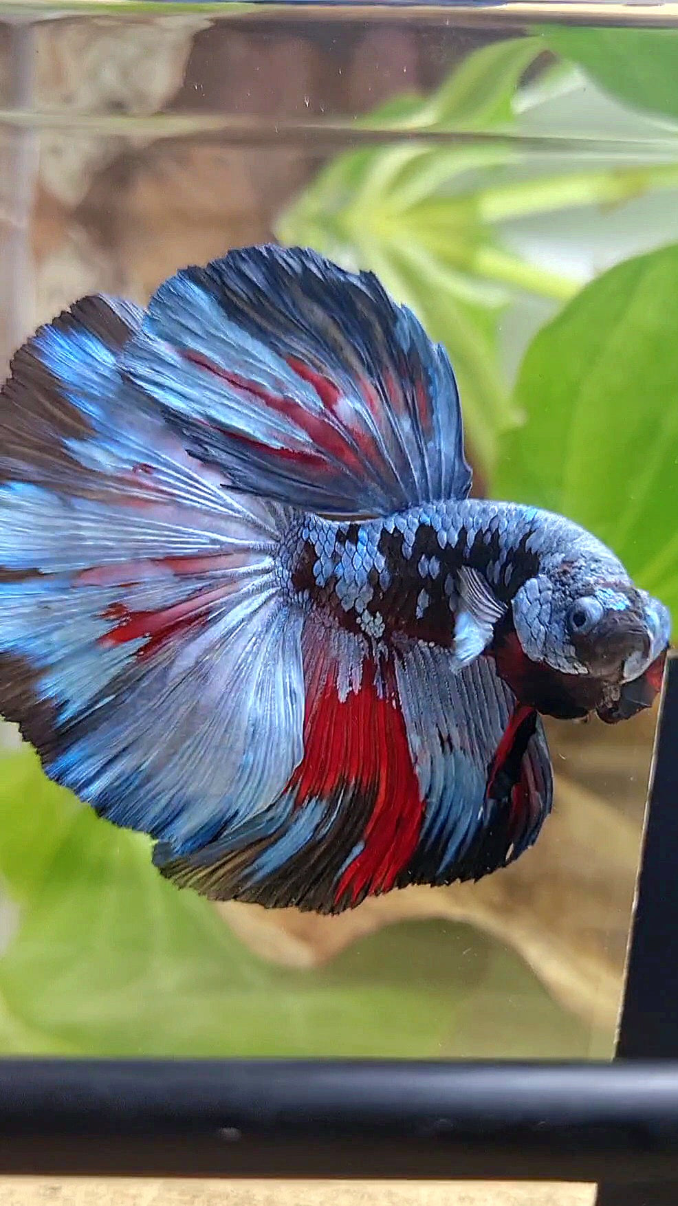 HALFMOON ROSETAIL BLACK GALAXY BLUE GRAY PATTERN BETTA FISH