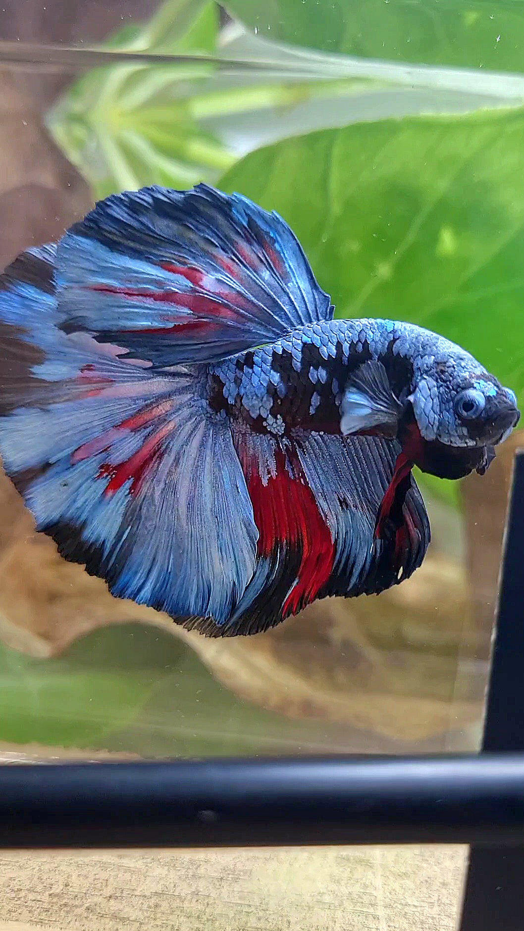 HALFMOON ROSETAIL BLACK GALAXY BLUE GRAY PATTERN BETTA FISH