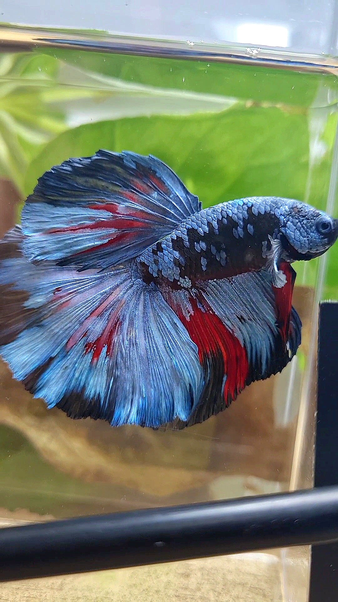 HALFMOON ROSETAIL BLACK GALAXY BLUE GRAY PATTERN BETTA FISH