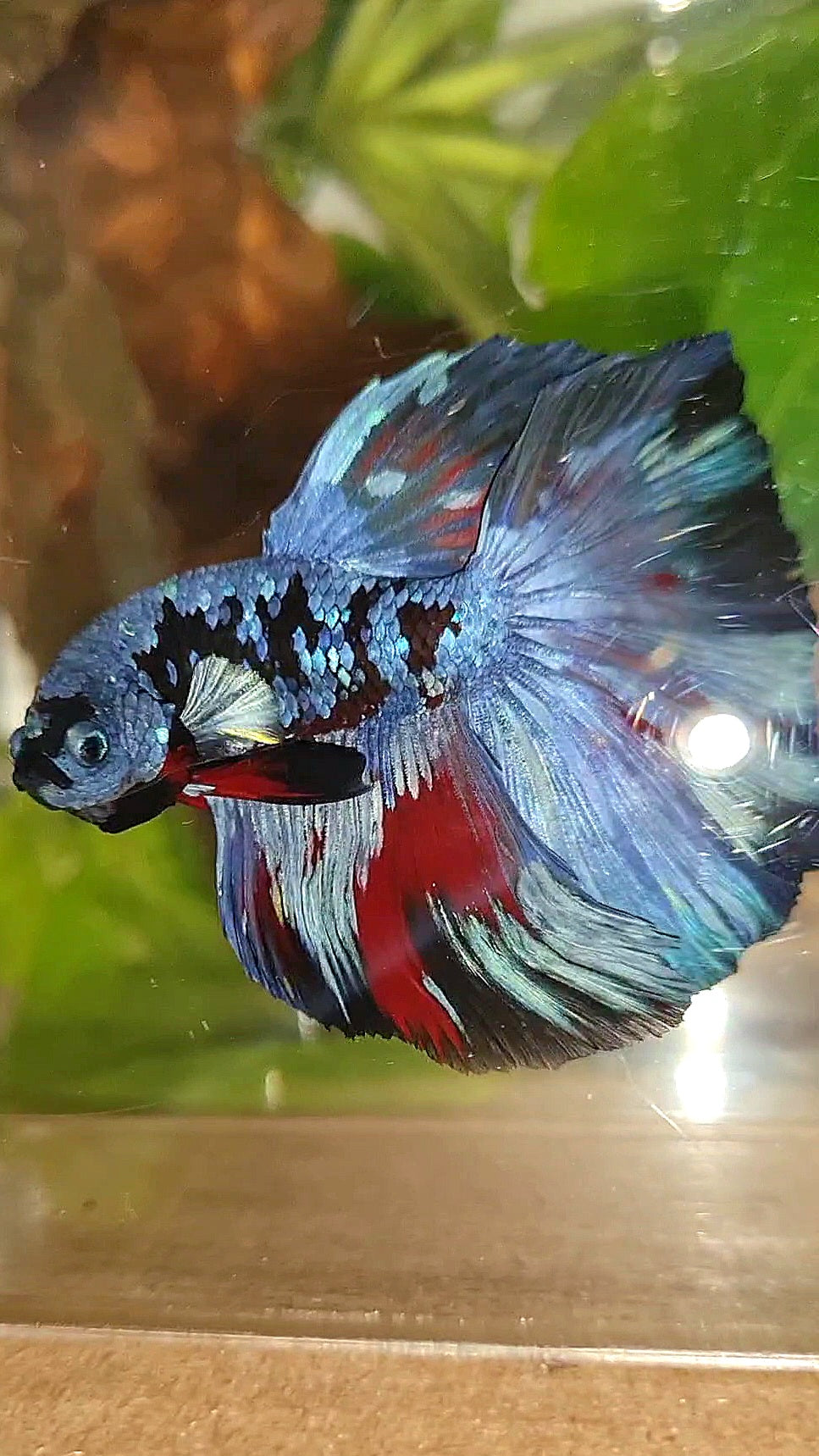 HALFMOON ROSETAIL BLACK GALAXY BLUE GRAY PATTERN BETTA FISH