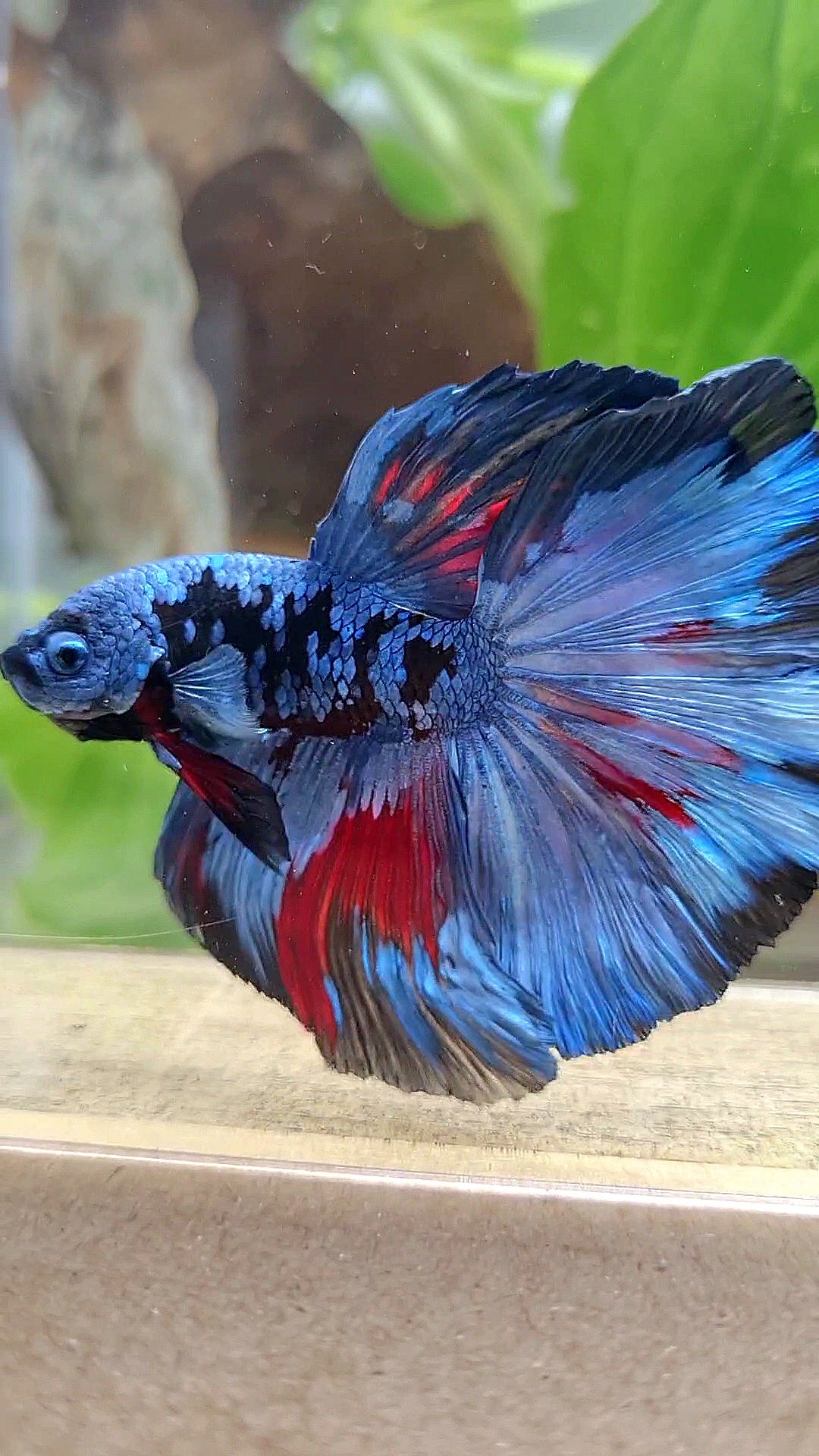 HALFMOON ROSETAIL BLACK GALAXY BLUE GRAY PATTERN BETTA FISH