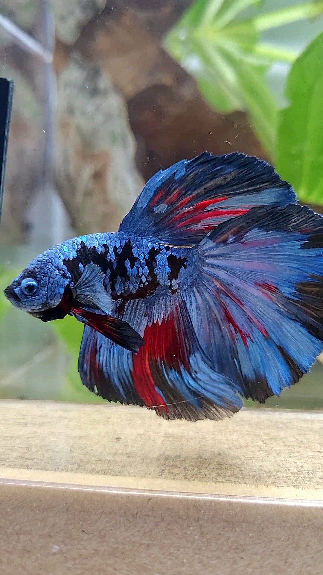 HALFMOON ROSETAIL BLACK GALAXY BLUE GRAY PATTERN BETTA FISH
