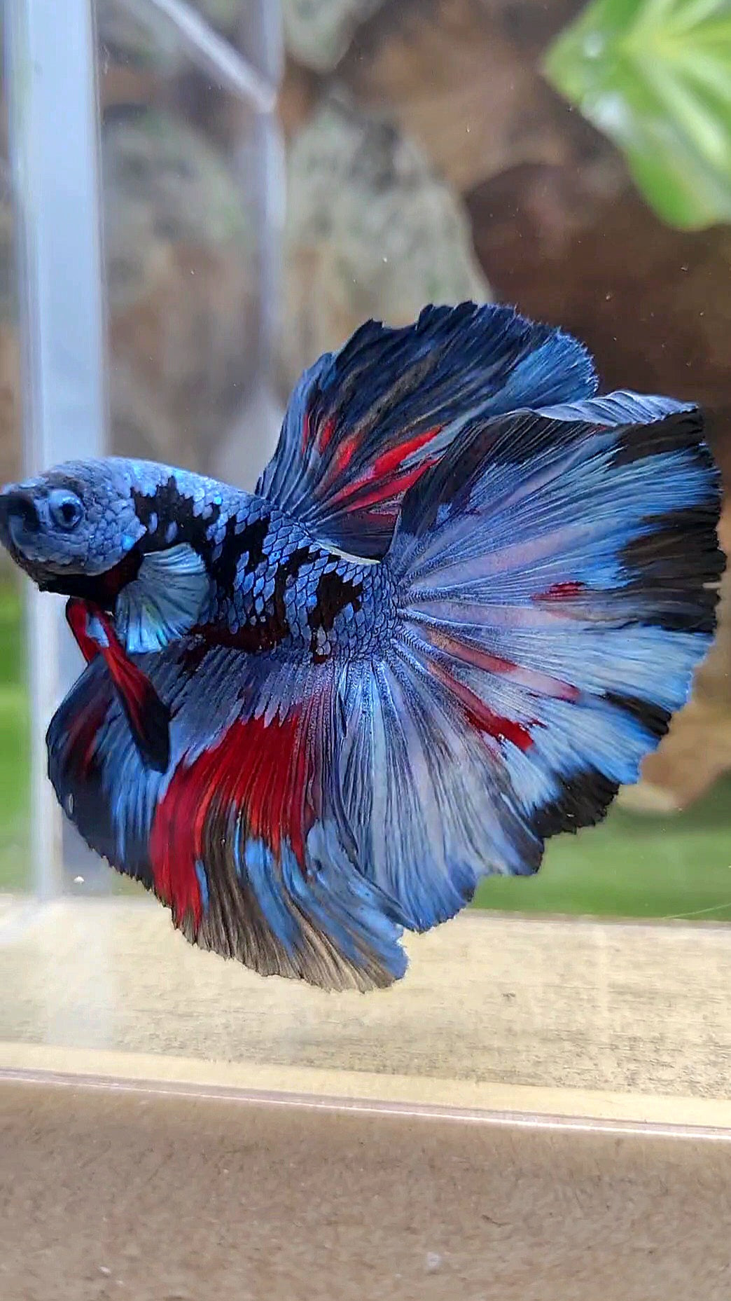 HALFMOON ROSETAIL BLACK GALAXY BLUE GRAY PATTERN BETTA FISH
