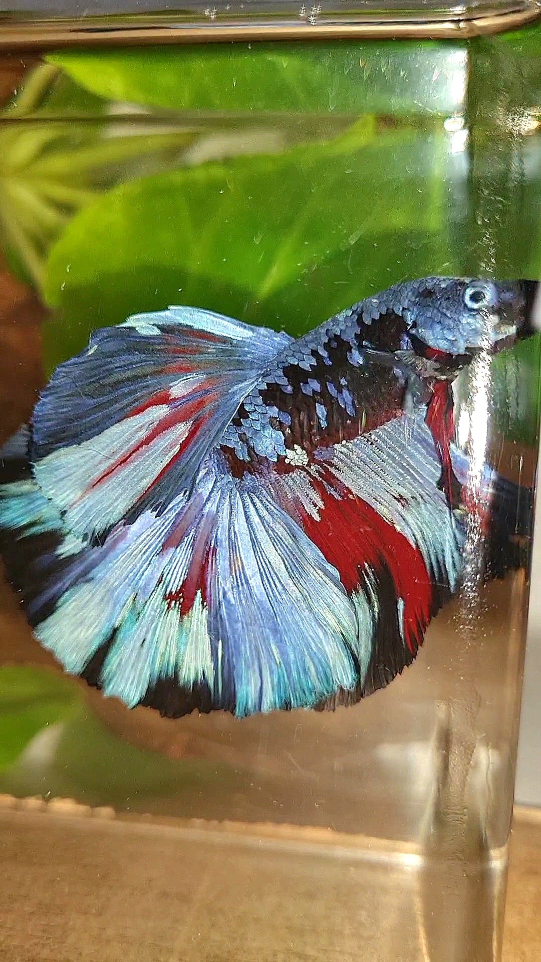HALFMOON ROSETAIL BLACK GALAXY BLUE GRAY PATTERN BETTA FISH