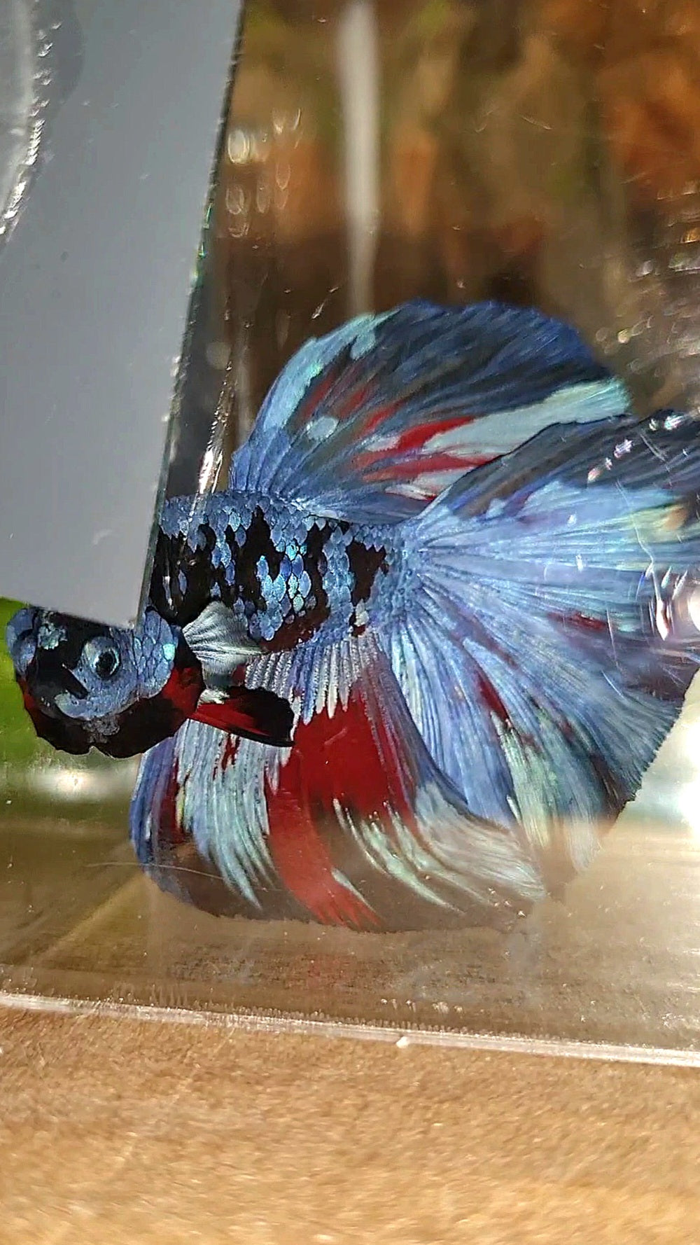 HALFMOON ROSETAIL BLACK GALAXY BLUE GRAY PATTERN BETTA FISH