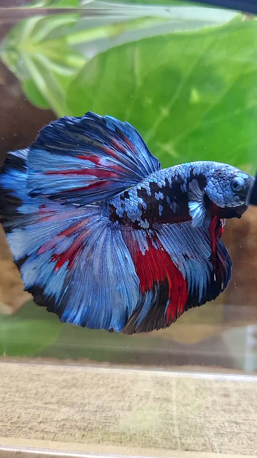 HALFMOON ROSETAIL BLACK GALAXY BLUE GRAY PATTERN BETTA FISH