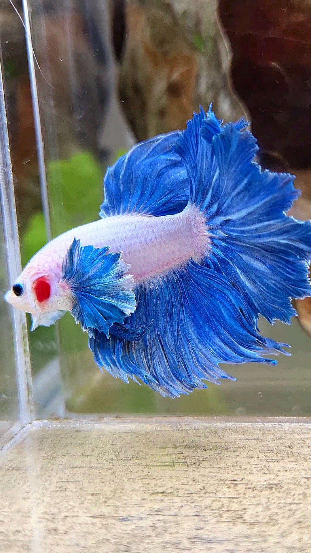 HALFMOON DUMBO COLORED EAR ROSETAIL BLUE GRIZZLE BETTA FISH