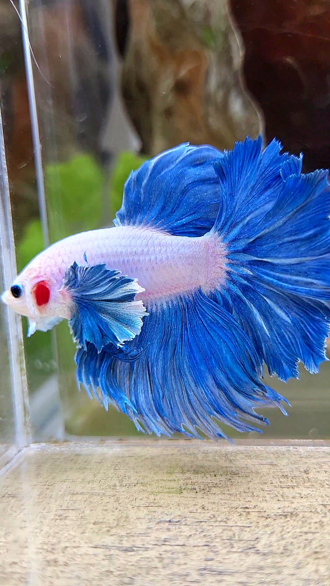 HALFMOON DUMBO COLORED EAR ROSETAIL BLUE GRIZZLE BETTA FISH