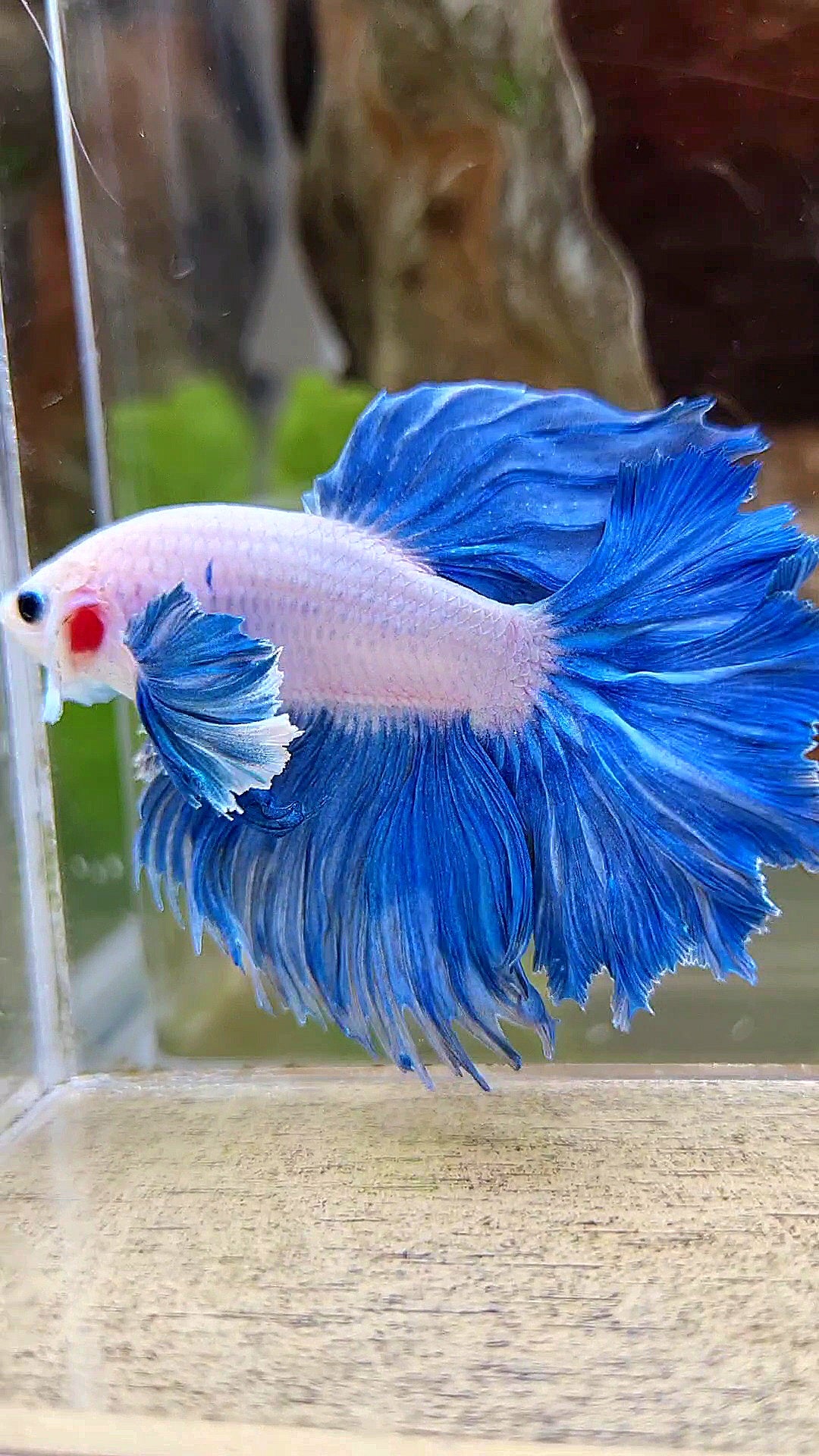 HALFMOON DUMBO COLORED EAR ROSETAIL BLUE GRIZZLE BETTA FISH