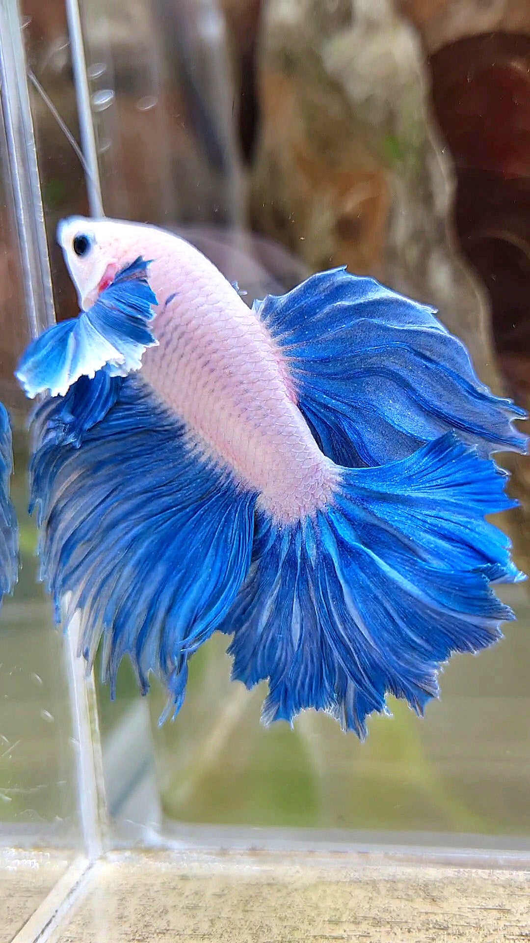 HALFMOON DUMBO COLORED EAR ROSETAIL BLUE GRIZZLE BETTA FISH