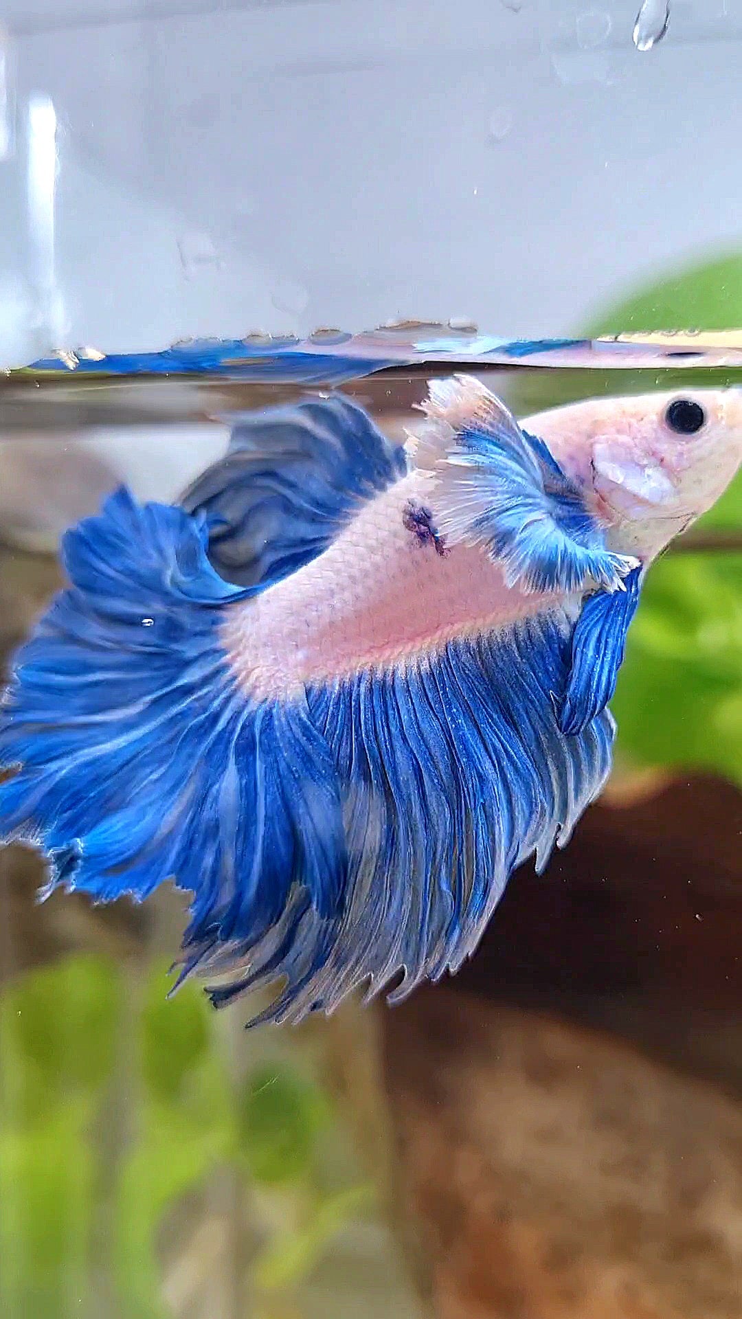 HALFMOON DUMBO COLORED EAR ROSETAIL BLUE GRIZZLE BETTA FISH