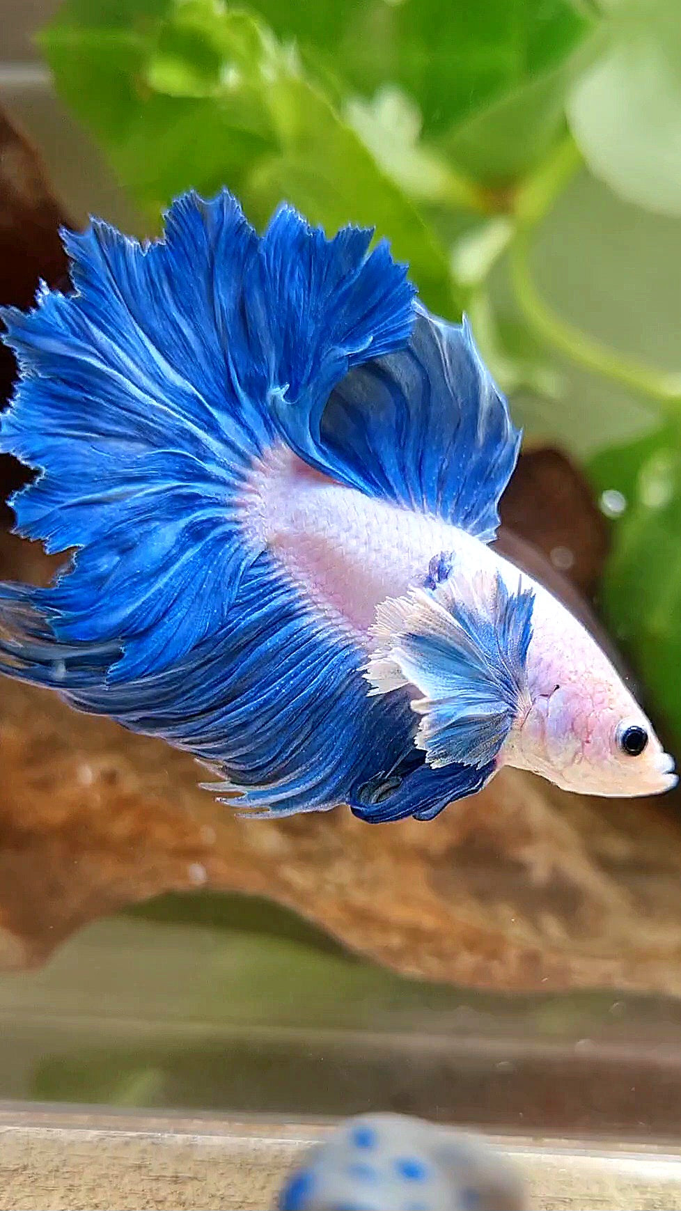 HALFMOON DUMBO COLORED EAR ROSETAIL BLUE GRIZZLE BETTA FISH
