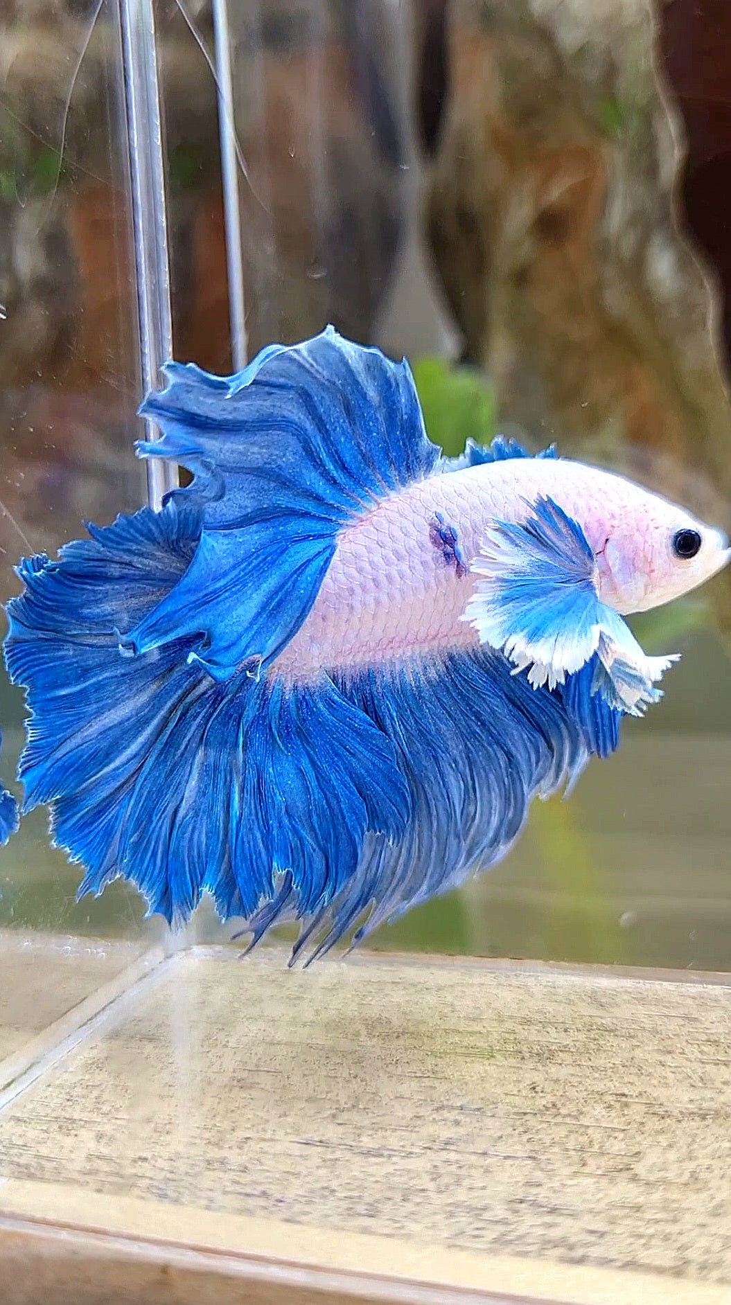 HALFMOON DUMBO COLORED EAR ROSETAIL BLUE GRIZZLE BETTA FISH