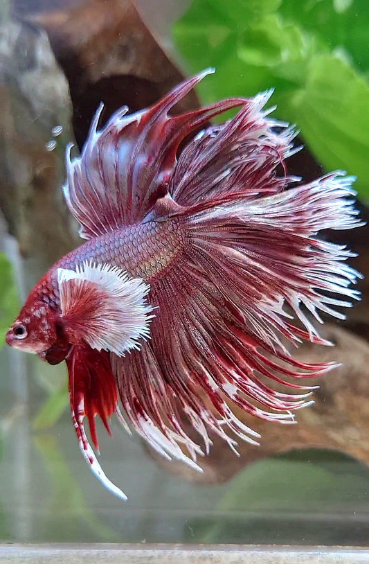 LUXURY HALFMOON DOUBLE TAIL DUMBO EAR CROWNTAIL ROSEGOLD BETTA FISH
