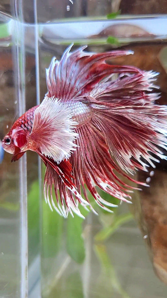 LUXURY HALFMOON DOUBLE TAIL DUMBO EAR CROWNTAIL ROSEGOLD BETTA FISH