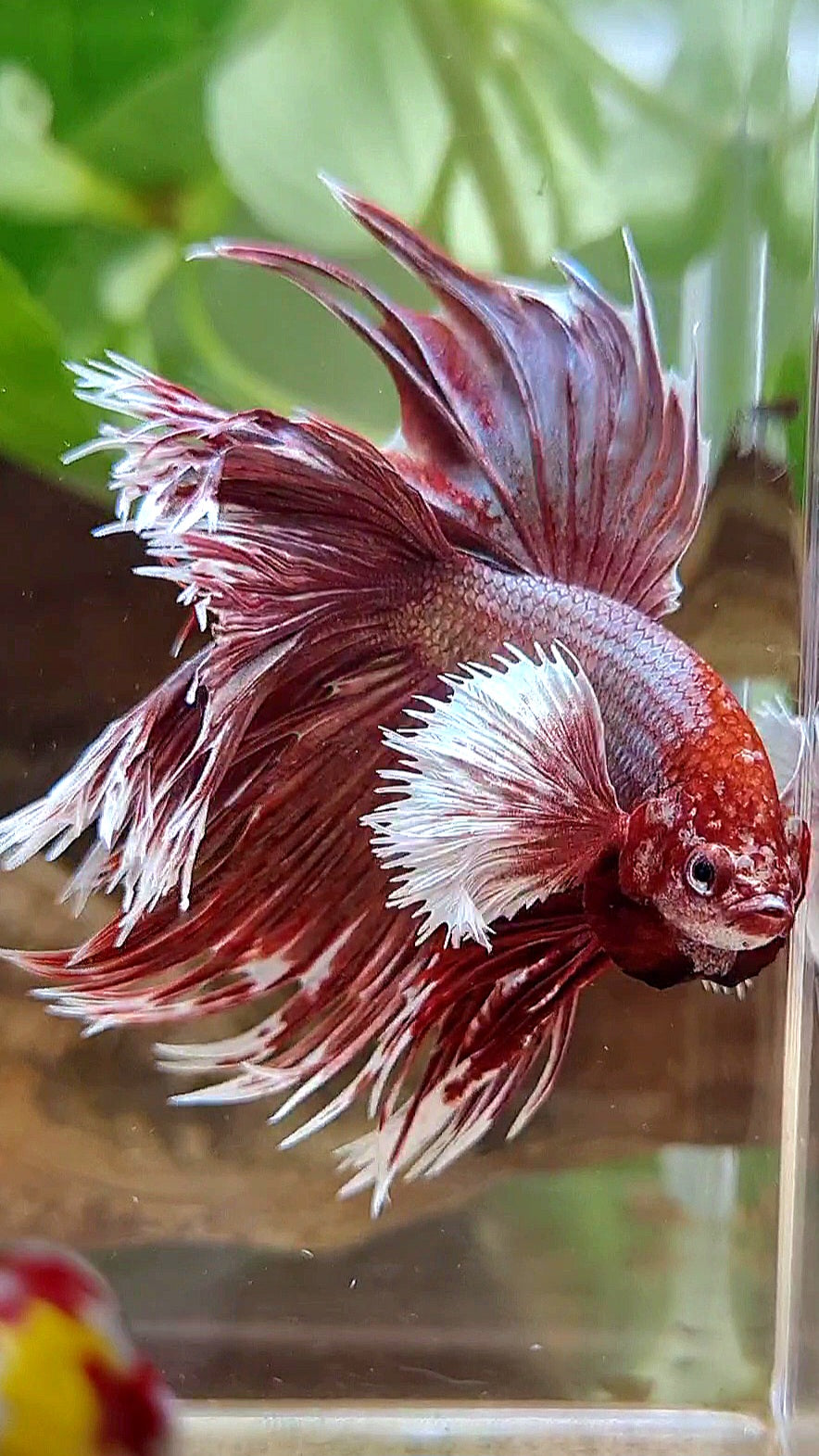 LUXURY HALFMOON DOUBLE TAIL DUMBO EAR CROWNTAIL ROSEGOLD BETTA FISH